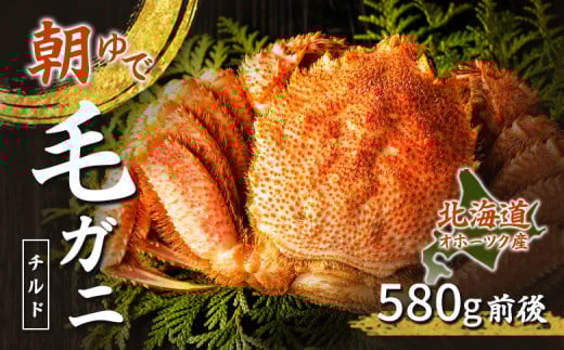 北海道オホーツク海産 朝ゆで毛ガニ 580g前後（冷蔵）| ふるさと納税 毛ガニ 毛がに 毛蟹 カニ かに 蟹 冷蔵 チルド オホーツク オホーツク産 オホーツク海産 朝茹で 浜茹で 刺身 海鮮 海産物 お取り寄せ ワンストップ マイページ 雄武漁業協同組合 雄武町 お取り寄せ 北海道 雄武町 雄武【07146】