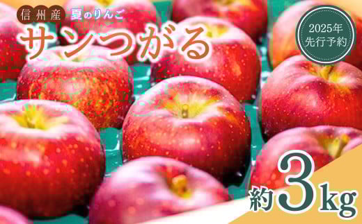 【2025年先行予約】りんご サンつがる 夏のりんご 約3kg 林檎 りんご 長野県 千曲市 信州 2037844 - 長野県千曲市