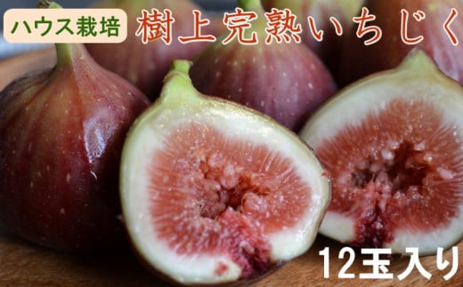 【ハウス栽培】和歌山県産樹上完熟いちじく12玉入り ※2025年8月上旬～2025年10月上旬頃発送予定 / イチジク 無花果 いちじく 果物 くだもの 和歌山 【tec1013】 2091013 - 和歌山県古座川町