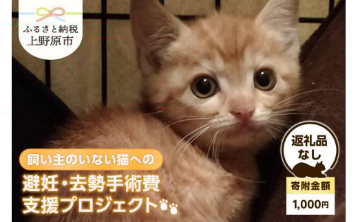 飼い主のいない猫への避妊・去勢手術費支援プロジェクト【返礼品なし】（寄附金額：1,000円）