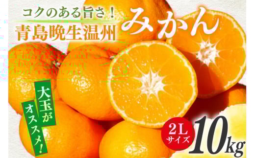 【期間限定発送】 みかん 10kg コクのある甘さ うまぁ〜〜い！！青島晩生温州みかん 2L [黒田農園 宮崎県 日向市 452061303] 果物 フルーツ ミカン 蜜柑 柑橘 贈答用 1129323 - 宮崎県日向市