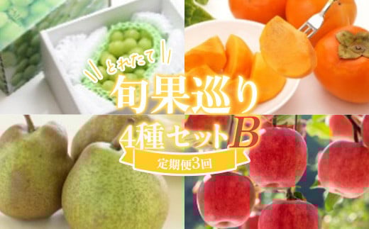 ≪数量限定 期間限定≫とれたて旬果巡り4種セットB シャインマスカット 庄内柿とラ・フランス サンふじりんご 定期便【全3回】 FSY-2226