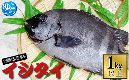 ＼レビューキャンペーン中/ イシダイ 内臓処理済み 1kg以上(1匹) / 石鯛 魚 お魚 さかな 食品 海の幸 海鮮 カイセン 塩焼き 煮付け 内臓処理済み 冷蔵 海鮮類 焼き魚 和歌山県 由良町 [skmn020]