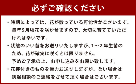 ＜山あじさい 4本セット＞