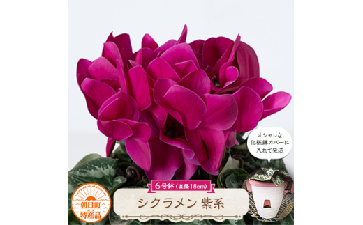 過去に農林水産大臣賞等複数受賞…シクラメン　紫系色　6号鉢(直径18cm)底面給水鉢【1220756】