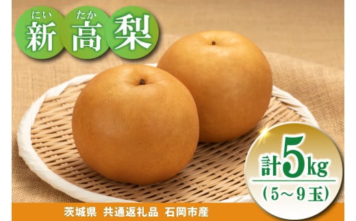 大玉梨 新高 5kg(5~9玉)県内共通返礼品石岡市産 (BR175) 1998895 - 茨城県城里町