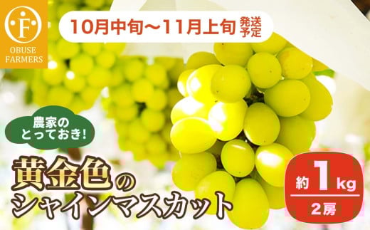 農家のとっておき！黄金色のシャインマスカット 約1kg 2房 ［おぶせファーマーズ］ 果物 フルーツ ぶどう シャインマスカット 葡萄 長野県産 信州産 甘い あまい 黄色 ゴールデン 令和7年産 【2025年10月中旬～11月上旬発送】 ［F-64］