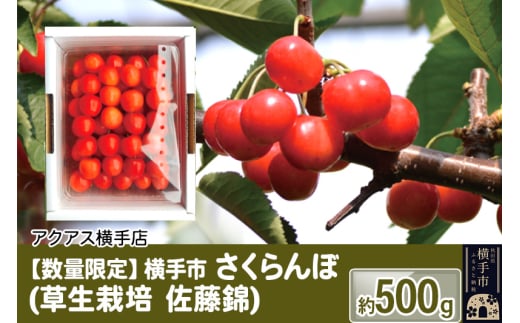 横手市 さくらんぼ (草生栽培 佐藤錦) 約500g 1022708 - 秋田県横手市