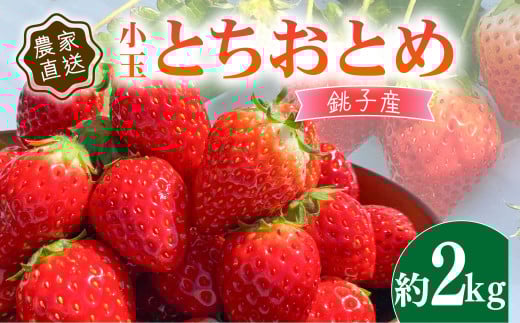 いちご 約2kg とちおとめ 小玉 250g × 8パック こだわり 新鮮 朝摘み 朝採り 産直 産地直送 安心安全 果物 フルーツ くだもの ギフト プレゼント 贈物 贈答 ジャム ショートケーキ ババロア タルト スムージー ジュース アイス ジェラート ケーキ ふるさと納税 ふるさと納税苺 千葉県 銚子市 神原いちご園 2001838 - 千葉県銚子市