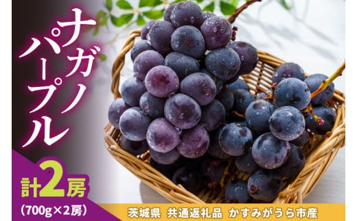 ナガノパープル700g×2房 県内共通返礼品かすみがうら市産 (BR182) 1998902 - 茨城県城里町