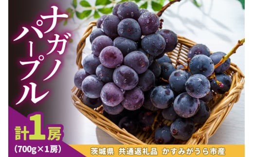 ナガノパープル700g×1房 県内共通返礼品かすみがうら市産 (BR179) 1998899 - 茨城県城里町
