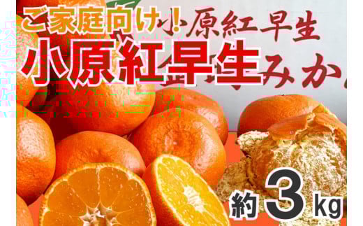 【2025年11月中旬より順次発送】【家庭用】みかん 小原紅早生 約3kg 真っ赤なみかん 小原紅早生みかん 甘い ミカン 蜜柑 フルーツ 果物 くだもの 柑橘 柑橘類 デザート 旬 産地直送 冬の味覚 旬の果物 旬のフルーツ お取り寄せ 取り寄せ  1016182 - 香川県丸亀市