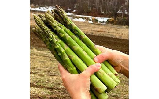 北海道岩見沢産グリーンアスパラ Lサイズ1kg