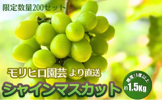 数量限定 モリヒロ園芸が育てたシャインマスカット 約1.5kg(2房) フルーツ ぶどう