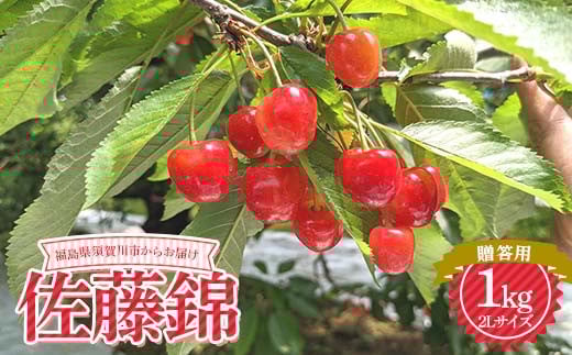 さくらんぼ 佐藤錦 2L 1kg 贈答用 ＜佐藤幸男農園＞ さくらんぼ サクランボ チェリー デザート フルーツ 果物 くだもの 果実 食品 F7X-0278