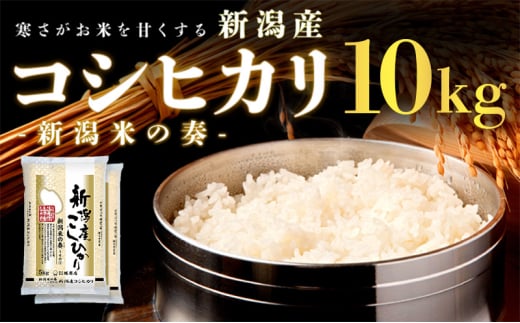 【令和7年新米予約】新潟産コシヒカリ 10kg 米 精米 白米 こめ コメ お米 おこめ コシヒカリ こしひかり 新潟 新潟県 米どころ