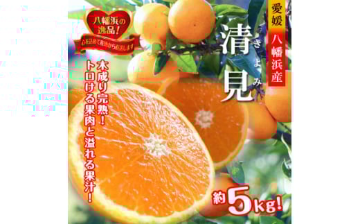 2026年3月出荷開始　完熟・果汁たっぷり!!「きよみ」約5kg　＜C39-34＞【1262235】 401323 - 愛媛県八幡浜市