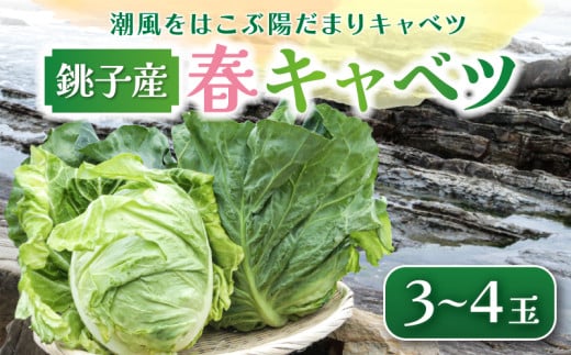 [先行予約] 春キャベツ 3〜4玉 数量限定 期間限定 旬の野菜 旬の味覚 春の風物詩 甘い キャベツ 生食 千切り 生野菜 サラダ コールスロー 野菜炒め 回鍋肉 ロールキャベツ 焼きそば お好み焼き ポトフ 漬物 炒め物 煮物 栄養 バランス 贈答 プレゼント 贈り物 ギフト 贈答 グルメ 発送時期 2026年4月〜(なくなり次第終了) ふるさと納税 送料無料 千葉県 銚子市 小野商店