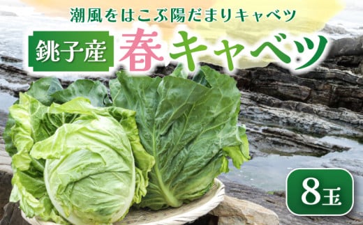 【先行予約】 春キャベツ 8玉  数量限定 期間限定 旬の野菜 旬の味覚 春の風物詩 甘い キャベツ 生食 千切り 生野菜 サラダ コールスロー 野菜炒め 回鍋肉 ロールキャベツ 焼きそば お好み焼き ポトフ 漬物 炒め物 煮物 栄養 バランス 贈答 プレゼント 贈り物 ギフト 贈答 グルメ 発送時期 2026年4月～(なくなり次第終了)  ふるさと納税 送料無料 千葉県 銚子市 小野商店 2065836 - 千葉県銚子市