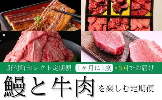 F90002 ＜定期便・全6回＞肝付町セレクト定期便《鰻と牛肉を楽しむ定期便》 鹿児島  牛肉 黒毛和牛 鰻 焼肉 焼き肉 しゃぶしゃぶ  ステーキ  ヒレ フィレ 定期便 セレクト  冷凍 冷凍食品 【株式会社きもつき未来商社そらまち】