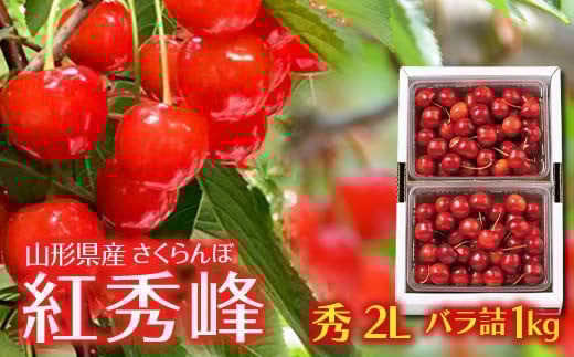 FYN6-118 山形県産 さくらんぼ 紅秀峰 1kg(500g×2) 秀 2L バラ詰め 2025年6月下旬頃から順次発送 初夏 果物 くだもの フルーツ 贈り物 ギフト ギフト箱 期間限定 数量限定 産地直送 山形県 西川町 月山