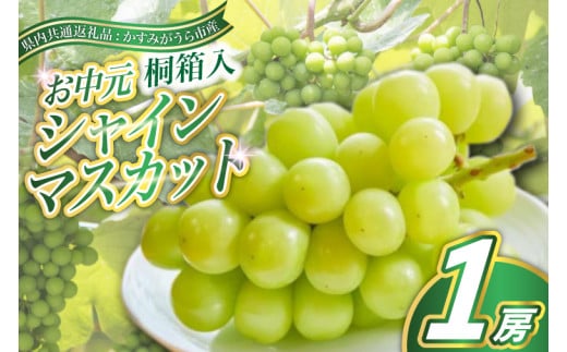 ＜8月より順次発送予定＞お中元シャインマスカット桐箱入り1房(県内共通返礼品:かすみがうら市産) (BR109) 885306 - 茨城県城里町