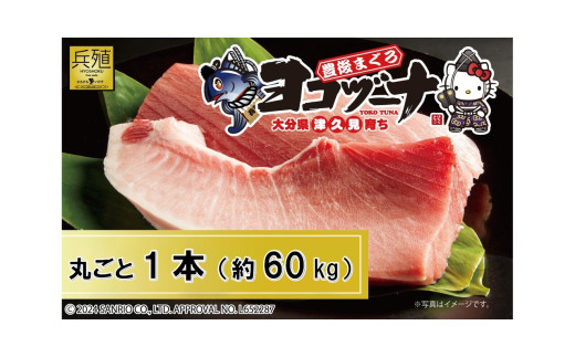 マグロ まるごと1本 約60kg 豊後まぐろヨコヅーナ 大分県津久見市産 マグロ まぐろ 鮪 丸ごと 赤身 大トロ 中トロ トロ 刺身 572789 - 大分県津久見市