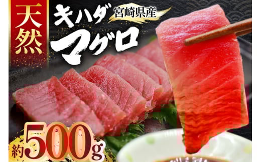マグロ 刺身 宮崎県産 天然 キハダマグロ 約500g [ミツイ水産 宮崎県 日向市 452061258] まぐろ 鮪 ブロック 2098039 - 宮崎県日向市