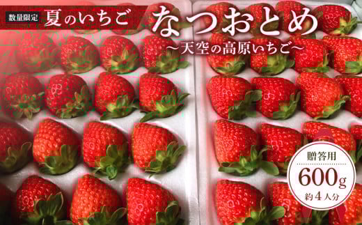 【限定販売】夏のいちご「なつおとめ」天空の高原 いちごプレミアムギフト 計600ｇ 贈答用 化粧箱入り 約4人分 ｜ 期間限定 数量限定 いちご イチゴ 苺 フルーツ 果物 スイーツ 産地直送  日光市 栃木県