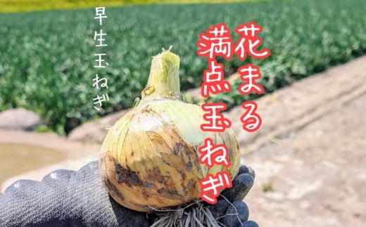 淡路島 「新玉ねぎ」5キロ