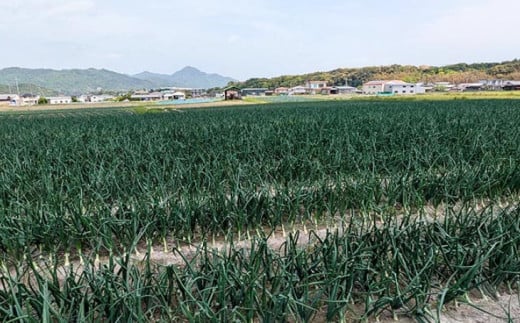 淡路島 「新玉ねぎのオニオンスライス」