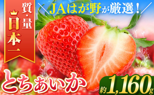 【2026年先行予約】とちあいか  (290g×4パック）約1160g | 日本一 いちご生産量 JAはが野 栃木県 代表 真岡市 栃木県 送料無料 苺 ストロベリー 人気品種 フルーツ 果物 1298417 - 栃木県真岡市