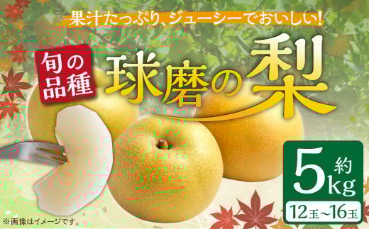 【発送時期:2025年8月上旬~10月上旬】熊本県JAくま産 球磨の梨 5kg(12・14・16玉 旬な品種) 393089 - 熊本県あさぎり町