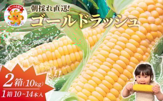 【先行予約】スイートコーン 約10kg(10~14本入り×2箱)冷蔵 とうもろこし 国産 朝採れ 2093241 - 愛知県南知多町