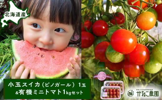 [2025年8月中旬より発送]小玉スイカ1玉&有機ミニトマト500g×2[かねこ農園]