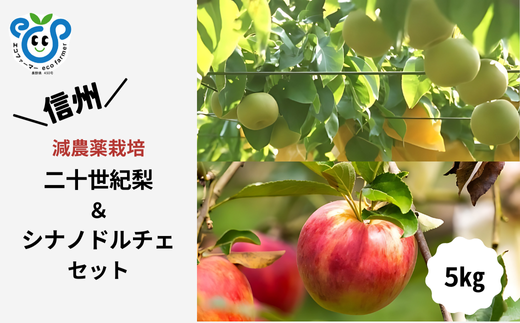 HF36-25A 【信州松川町産】二十世紀梨＆シナノドルチェ 梨とりんご2種セット 約5kg ／9月後半発送開始予定  // 長野県 南信州  減農薬栽培 りんご シナノドルチェ 洋梨 二十世紀梨 20世紀 ２０世紀