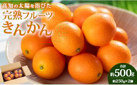 【平均糖度18度】きんかん 金柑 合計500g（250g×2パック） 高知の太陽を浴びた完熟フルーツきんかん 先行受付- 果物 フルーツ 金柑 柑橘 期間限定 数量限定 ku-0048