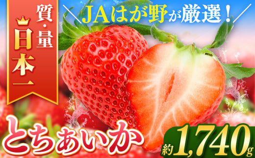 【2026年先行予約】とちあいか  (290g×6パック）約1740g | 日本一 いちご生産量 JAはが野 栃木県 代表 真岡市 栃木県 送料無料 苺 ストロベリー 人気品種 フルーツ 果物 2096370 - 栃木県真岡市