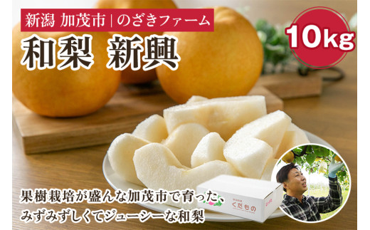 新潟県加茂市産 和梨 新興10kg（14～28玉）〈10月下旬～順次出荷〉  なし ナシ こうすい 果物 フルーツ 秋の味覚 加茂市 のざきファーム