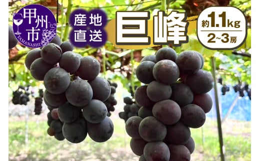 甲州市産 産地直送 巨峰 約1.1kg（2～3房）【2025年発送】（SSI）B-1831【巨峰 ぶどう 葡萄 ブドウ 令和7年発送 期間限定 山梨県産 甲州市 フルーツ 果物】 2095628 - 山梨県甲州市