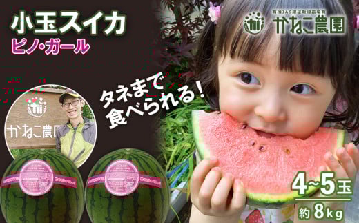 [2025年8月中旬より発送] 小玉スイカ「ピノガール」8kg(4〜5玉)セット[かねこ農園]