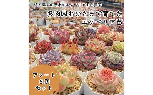 【多肉植物】エケベリア苗アソート6個セット 944005 - 栃木県大田原市