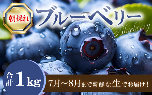 朝採れブルーベリー【ブルーベリー ぶるーべりー 1kg 朝採れ 生食 冷蔵 果物 くだもの フルーツ 産地直送 期間限定 季節限定 早期予約】 2073334 - 島根県益田市