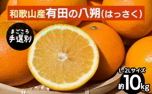 【まごころ手選別】有田のはっさく【八朔】約10kg　L～2Lサイズ ※2026年1月上旬～3月下旬頃に順次発送予定