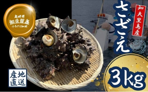 【知夫里島獲れ天然活さざえ3kgセット】隠岐諸島の新鮮なさざえをお届けします! 冷蔵便 サザエ 栄螺 貝 海鮮 BBQ さざえご飯 つぼ焼き 刺身 バーベキュー ギフト 775161 - 島根県知夫村