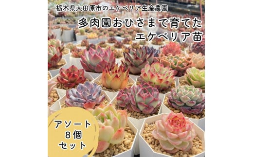 【多肉植物】エケベリア苗アソート8個セット 944006 - 栃木県大田原市