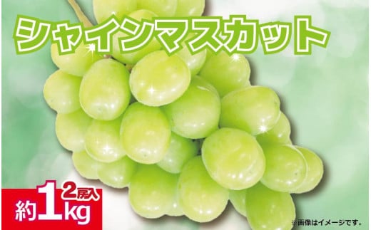 【先行予約】 シャインマスカット 果物 ぶどう 2房 約 1kg ＜出荷時期：2025年8月中旬～9月中旬頃＞ 葡萄 秋の味覚 甘い フルーツ お中元 徳島県 阿波市 1354680 - 徳島県阿波市