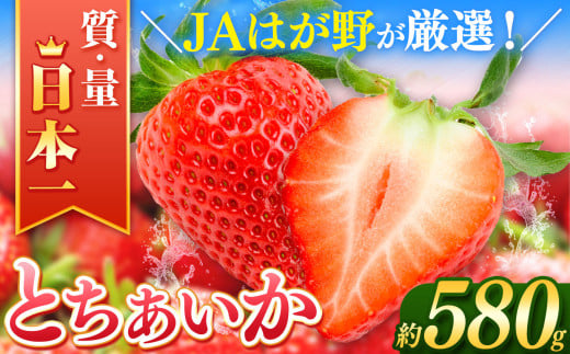 【2026年先行予約】とちあいか  (290g×2パック）約580g | 日本一 いちご生産量 JAはが野 栃木県 代表 真岡市 栃木県 送料無料 苺 ストロベリー 人気品種 フルーツ 果物
