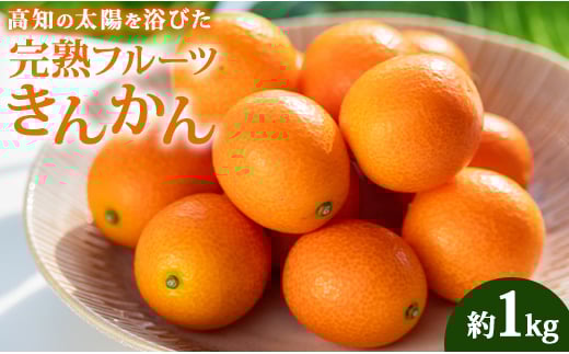 【数量限定】高知の太陽を浴びた 完熟フルーツきんかん 約1kg 先行受付 - 果物 くだもの キンカン 金柑 あまい おいしい 柑橘 送料無料 期間限定 季節もの 高知県 香南市 ku-0032 425955 - 高知県香南市