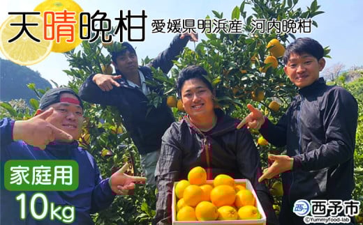 愛媛県明浜産 天晴晩柑(河内晩柑) 10kg 300439 - 愛媛県西予市